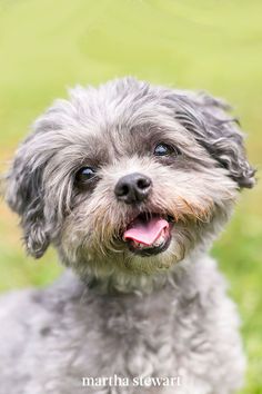 a small gray dog standing on top of a lush green grass covered field with its mouth open