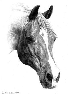 a pencil drawing of a horse's head