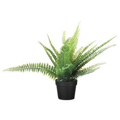 a green plant in a black pot on a white background