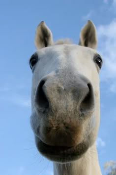 a white horse looking at the camera with a blue sky in the backround