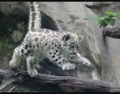 a small white snow leopard walking on top of a tree branch