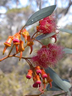 the flowers are blooming on the tree branch in the wild, and it is hard to tell what color they are