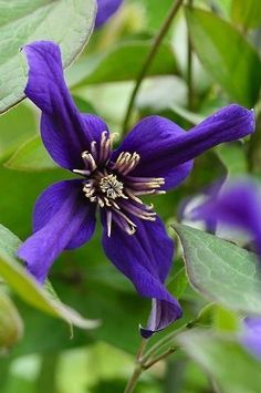 a purple flower with green leaves in the background