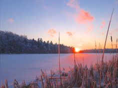 the sun is setting over a frozen lake with tall reeds in the foreground