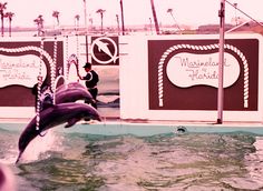 two dolphins jumping out of the water in front of a sign that says marbella de madrid