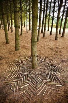 a star shaped tree stump in the middle of a forest filled with lots of trees