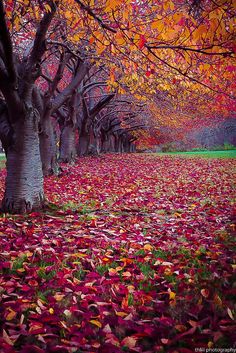 trees with red leaves on the ground