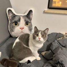 a grey and white cat sitting on top of a bed next to a stuffed animal