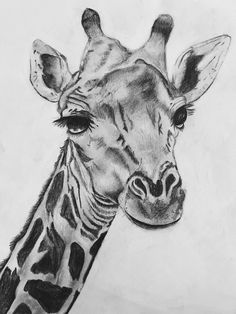 a pencil drawing of a giraffe's face