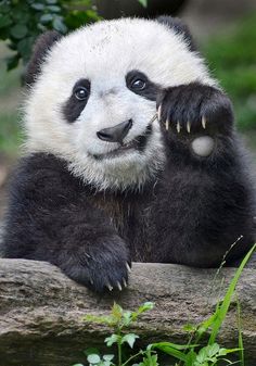 a panda bear sitting on top of a tree branch with its paws in the air