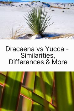 the cover of dracula vs yucca similarities differences and more