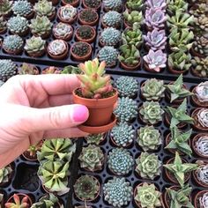 a person holding a small potted plant in front of many other plants on display