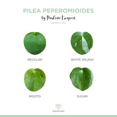 four different types of pea leaves on a white background with the words pea peperomoides