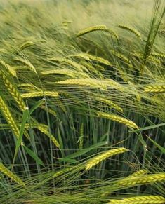 some very tall green grass with lots of leaves