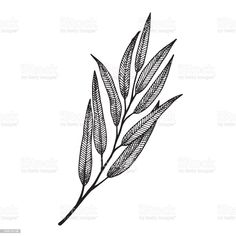 a black and white drawing of a leaf on a white background stock photo - art