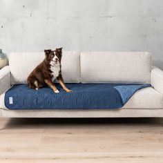 a brown and white dog sitting on top of a blue couch next to a wall