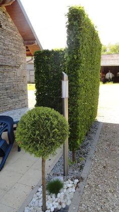 two tall trees are next to each other in a garden with rocks and gravel on the ground