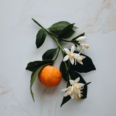 an orange and some white flowers on a marble counter top with green leafy branches