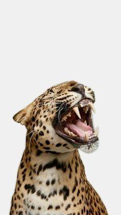 a cheetah yawning with its mouth wide open in front of a white background