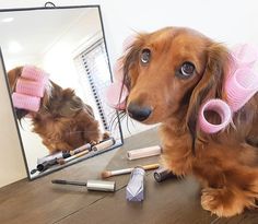 a dachshund dog sitting in front of a mirror with pink rollers on it's ears