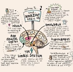 Neuroplasticity Art, Parts Of Brain, Brain Art Neuroscience, Physiology Art, Retrain Your Brain, Parts Of The Brain, Psychology Notes, Brain Facts, Brain Anatomy