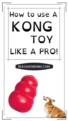 a dog looking at a kong toy with the words how to use a kong toy like a pro