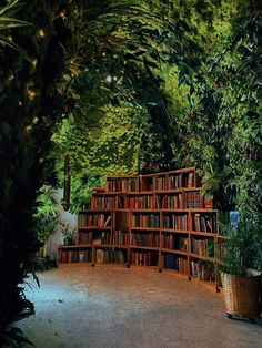 a room filled with lots of books on top of a wooden book shelf next to plants