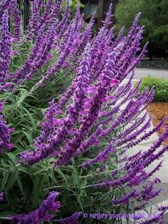 purple flowers are blooming in front of a building