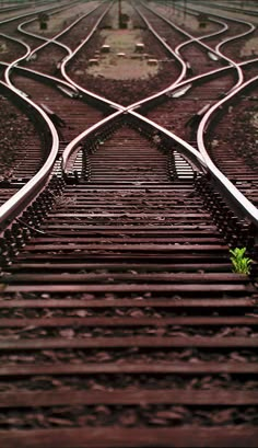 an old train track with two sets of tracks running parallel to each other and one single green plant growing between them