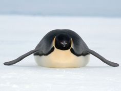 a penguin sitting on the snow with it's back legs spread out and eyes closed