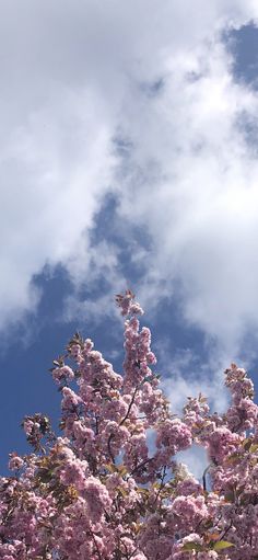 pink flowers are blooming on the branches of trees in front of a cloudy blue sky