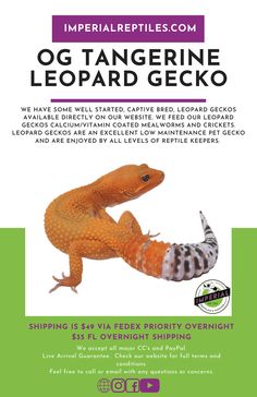 an orange gecko is on the back of a poster