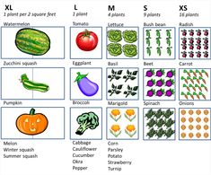 the different types of vegetables are shown in this graphic above it is an image of what they