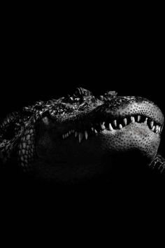 a black and white photo of an alligator's head with it's mouth open