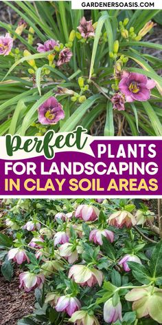 the words perfect plants for landscaping in clay soil areas with pink flowers and green leaves