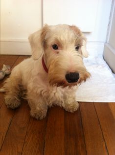 a small white dog sitting on top of a wooden floor