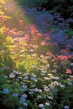 the sun shines brightly on wildflowers and other flowers