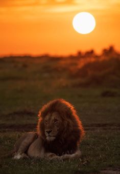 a lion laying down in the grass with the sun setting behind it's horizon