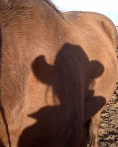 the shadow of a horse's head is cast on the back of its coat