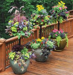 several potted plants on a wooden deck