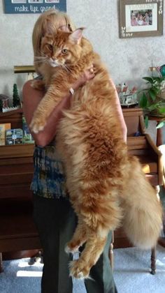 a woman is holding an orange cat in her arms while standing next to a piano