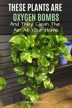 Low Maintenance Indoor Plants, Air Purifying Plants, Bedroom Plants, Easy Plants, House Plants Indoor, Growing Plants, Plant Life