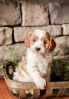 a small white and brown dog sitting in a basket on top of a wooden table