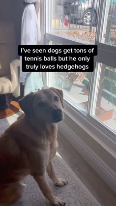 a dog sitting in front of a window with a caption that reads, i've seen dogs get tons of tennis balls but he only truly loves hedgehogs