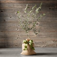 Olive Tree Care, Arbequina Olive Tree, Indoor Olive Tree, Best Indoor Trees, Umbrella Tree, Chicken Coop Run, Trendy Plants, Planting Pot, Missouri Botanical Garden