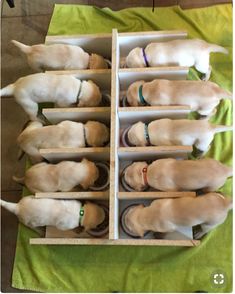 six puppies are lined up in the same box