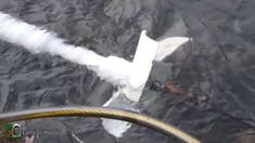 a large white bird flying over water next to a yellow hose on top of a body of water