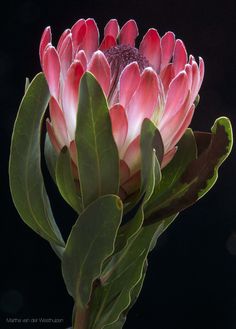 Proud Protea Sugarbush Photo by Martha van der Westhuizen Dana Kinter, Cranberry Tart, Australian Natives, Australian Wildflowers, Native Flowers