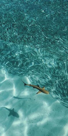 a shark swims in the ocean water