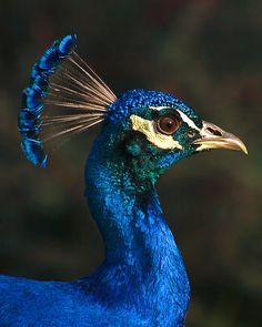 a blue bird with a long tail and gold tipped feathers on it's head